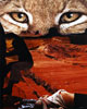 Eyewitness
