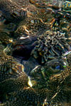 Vergrößern / Enlarge / Agrandir: Fleurs de la mer ©ph