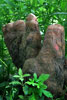 Vergrößern / Enlarge / Agrandir: Bigfoot ©ph